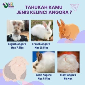 JENIS-JENIS KELINCI ANGORA