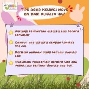 TIPS AGAR KELINCI MOVE ON DARI ALFALFA HAY