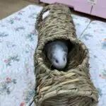 ONEL GRASS TUNNEL 5 HOLE/TEROWONGAN GUINEA PIG RAT & MOUSE/ CHINCHILLA/RUMAH MARMUT/TUNNEL RUMPUT