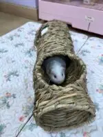 ONEL GRASS TUNNEL 5 HOLE/TEROWONGAN GUINEA PIG RAT & MOUSE/ CHINCHILLA/RUMAH MARMUT/TUNNEL RUMPUT